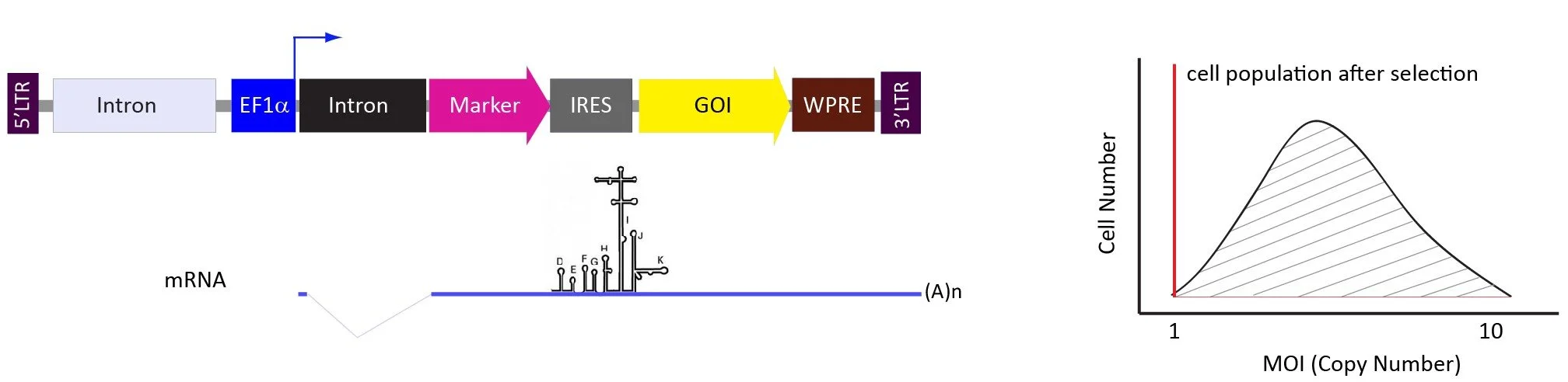 A diagram of gene expression and cell proliferation, showing a flowchart of genetic elements, a graph of cell population after selection, and a DNA sequence with markers.