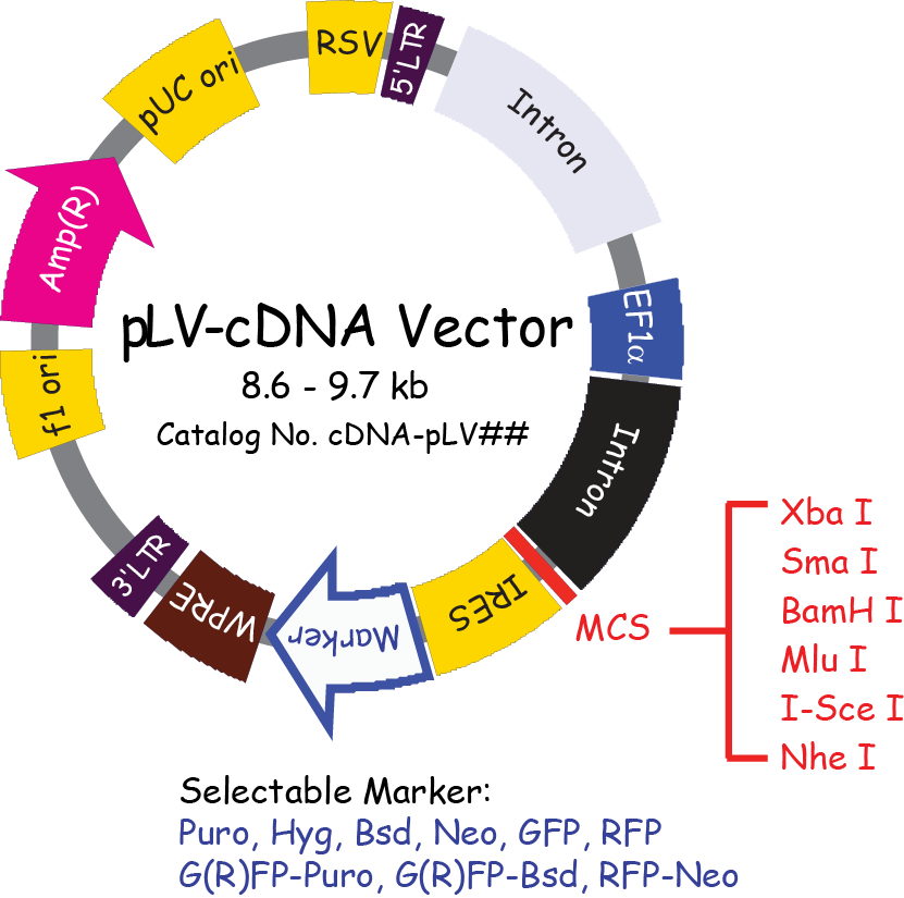 Diagram of a circular DNA plasmid with gene labels such as Amp(R), pUC ori, RSV, 5LTR, Intron, EF1a, FRES, MCS, various restriction sites, MarKer, and other gene segments. Color-coded sections indicate different genetic elements.