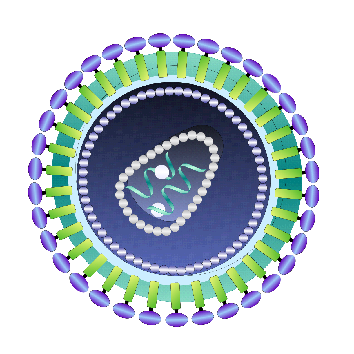 Illustration of a retrovirus, showing a spherical outer lipid envelope with embedded protein spikes, a capsid, and inside the genetic material and enzymes.