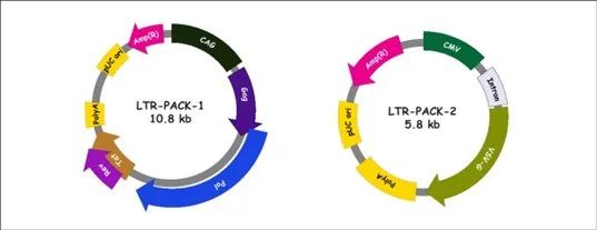 Diagram showing two circular DNA plasmids labeled as LTR-PACK-1 and LTR-PACK-2. LTR-PACK-1 is 10.8 kb in size and includes segments labeled 2A, Pgc, AmpR, CAG, pUC, and Pgd. LTR-PACK-2 is 5.8 kb with segments labeled 2A, Pgc, AmpR, PUC, and CMA.