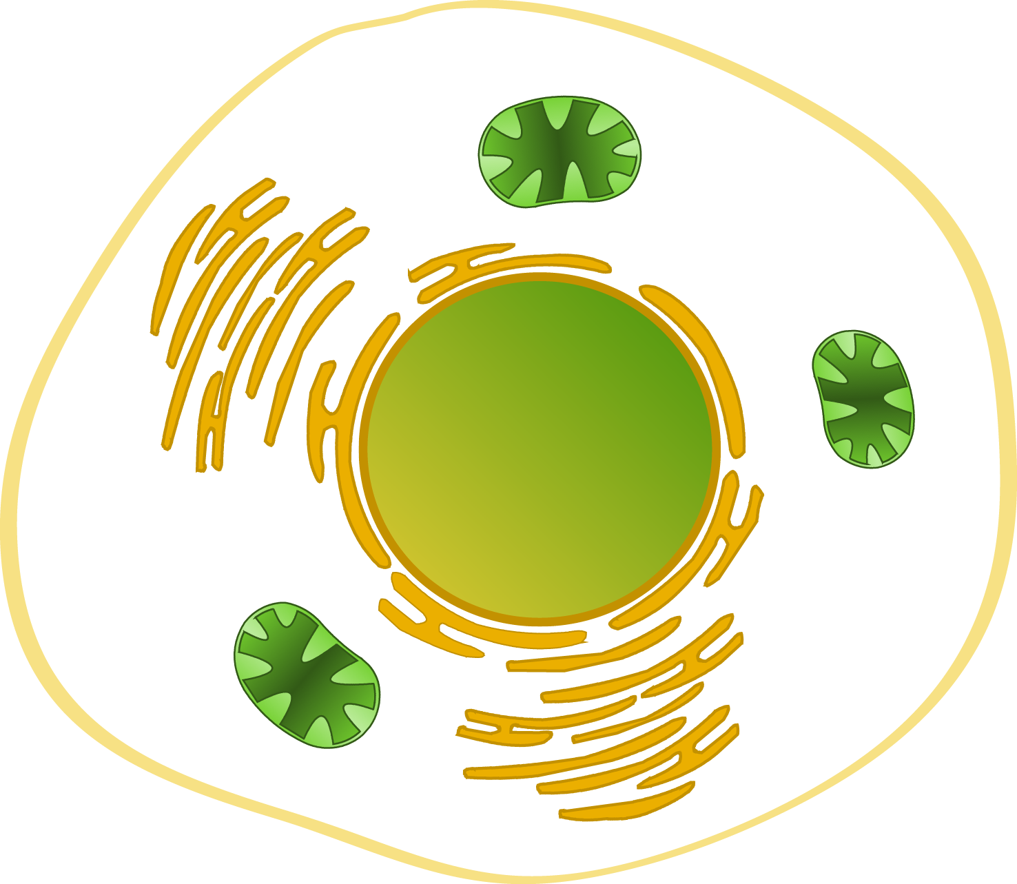 Illustration of a wooden table, a plate with a green salad, and a glass of water.