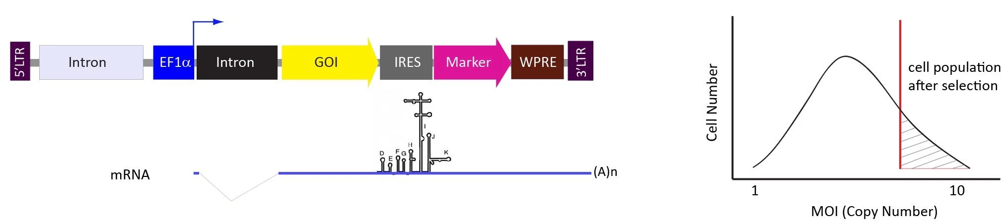 Diagram of cell line development process, including initial steps of cell selection and growth, genetic modification with mRNA, and cell population after selection, with a graph showing cell number versus MOI (Copy Number).