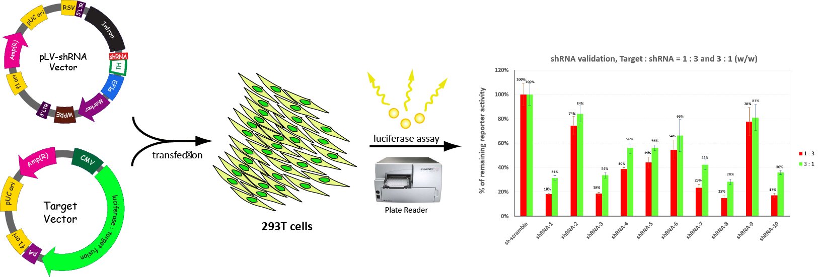 Diagram of a scientific process with labeled circular pathways, a sequence of green and yellow molecules, a DNA microarray scanner, a bar chart comparing reporter activity levels, and illustrations of enzyme and light reactions.