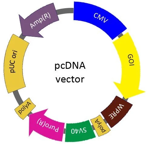 Diagram of genetic elements including pUC ori, polyA, Amp(R), CMV, GOI, WPRE, SV40, pA, and vectors for pcDNA.