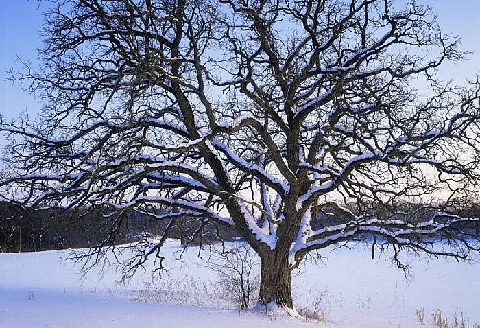 THE wisdom of the oak