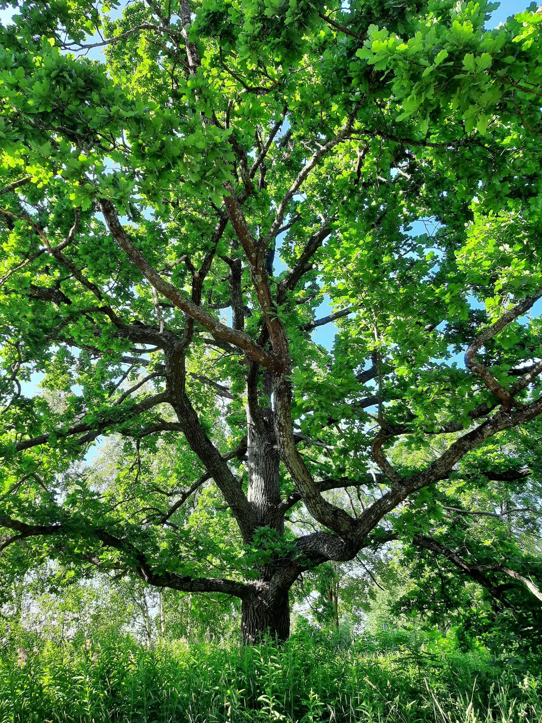 What Trees Can Teach Us About Healing