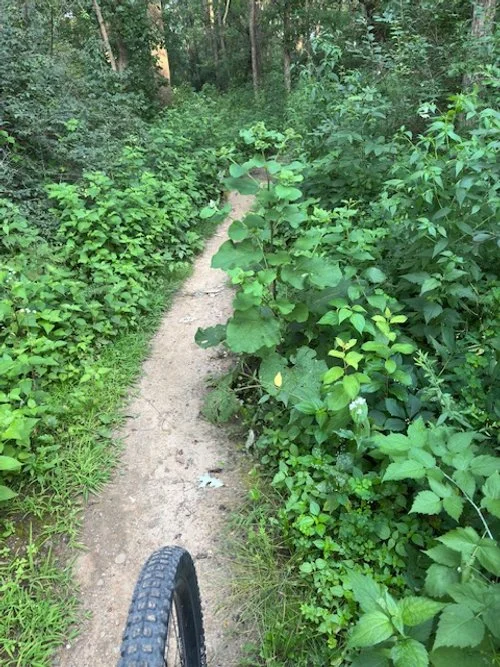 Whack Weeds: Join the Summer Trim Crew!