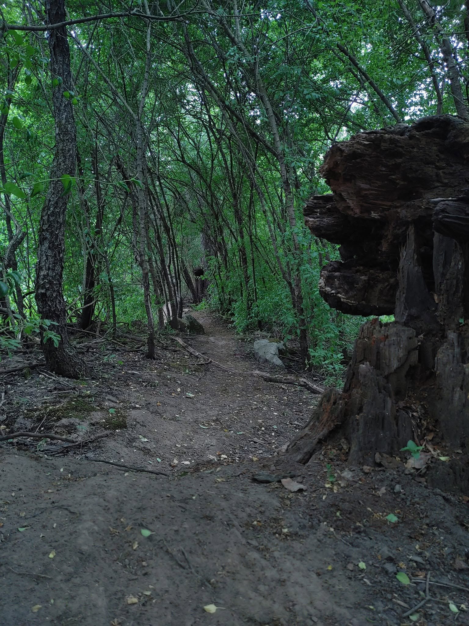 BarabooTree.jpg