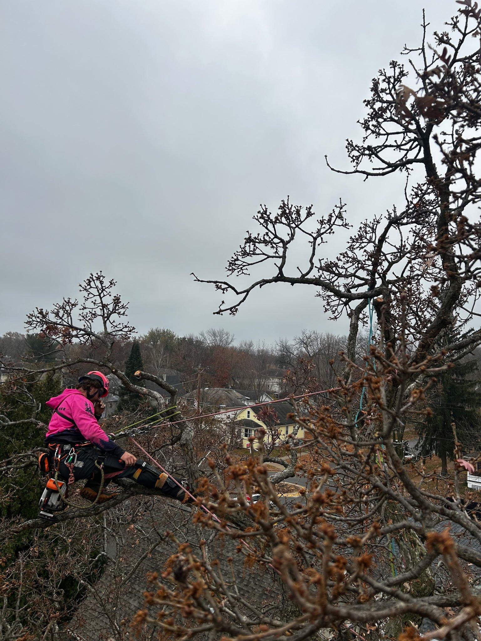 Sponsorship Spotlight: Lundin Tree