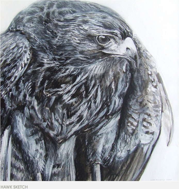 hawk_sketch.jpg