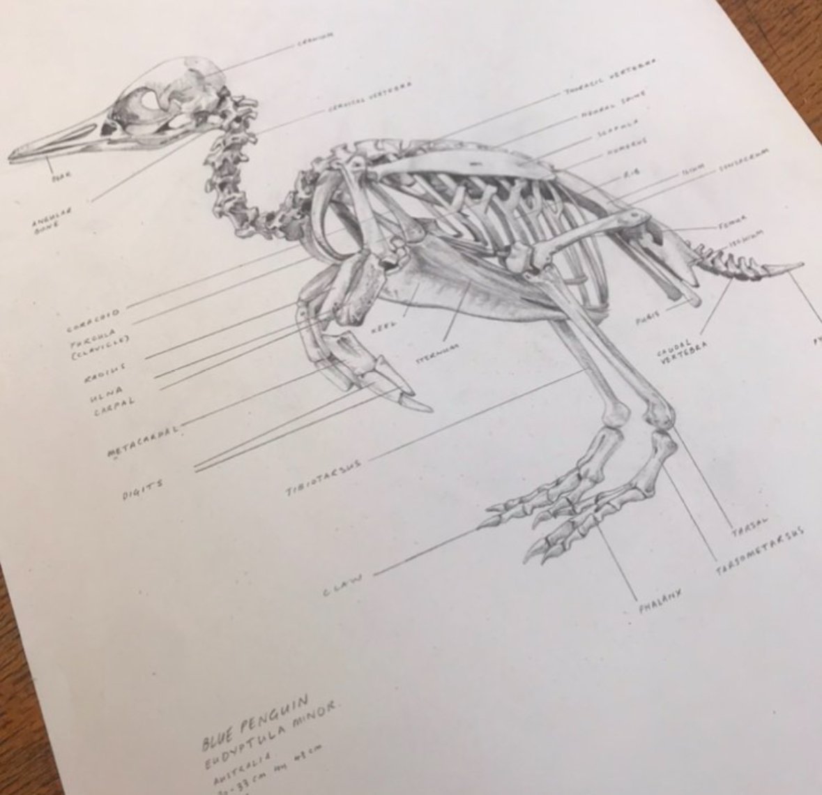 Penguin: A2 drawing in diagrammatic form. The penguin is in Manchester Museum, I love to draw and record and throughout my life often draw anatomical diagrams.