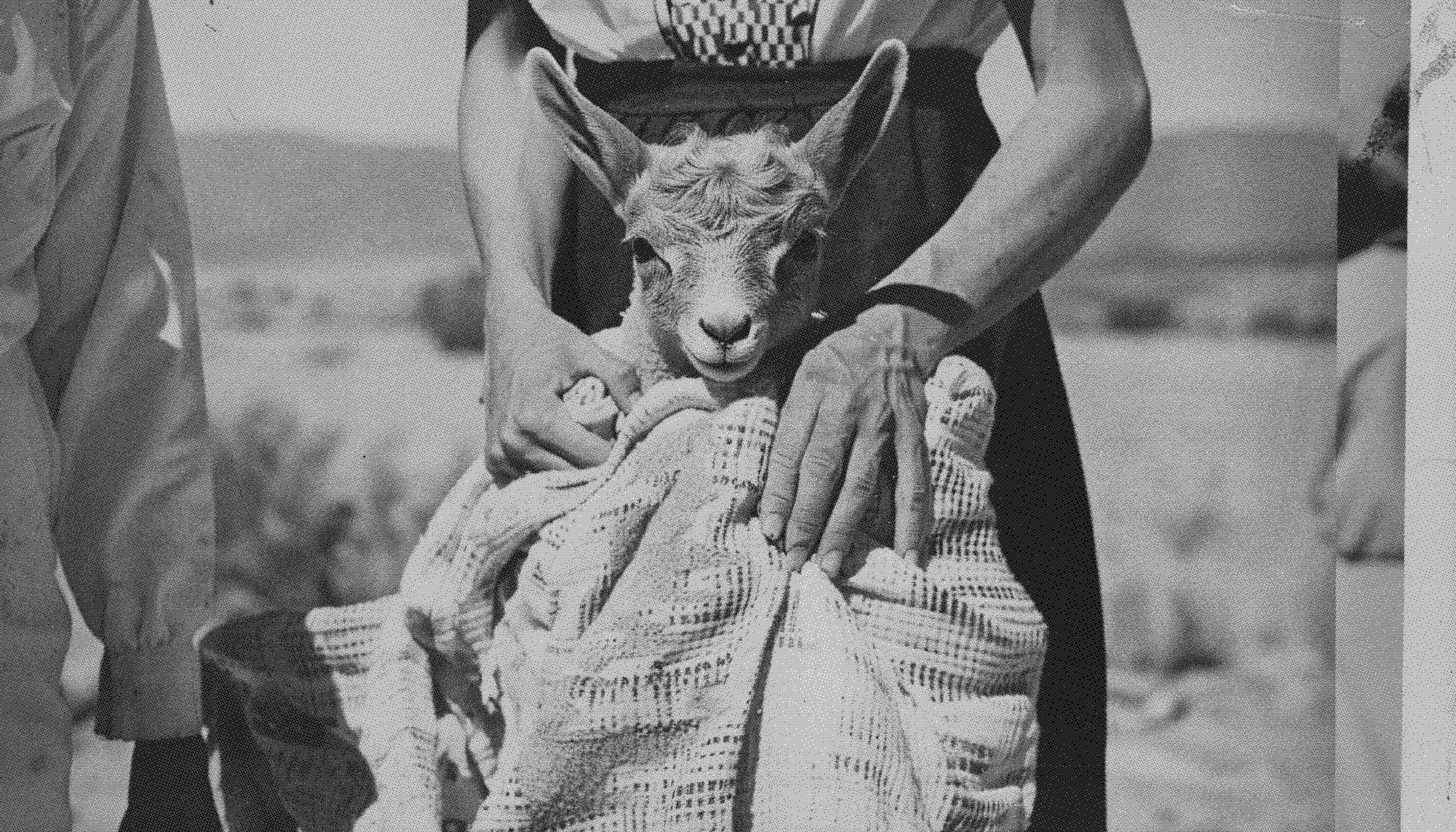 Who is the lamb boy of amboy?