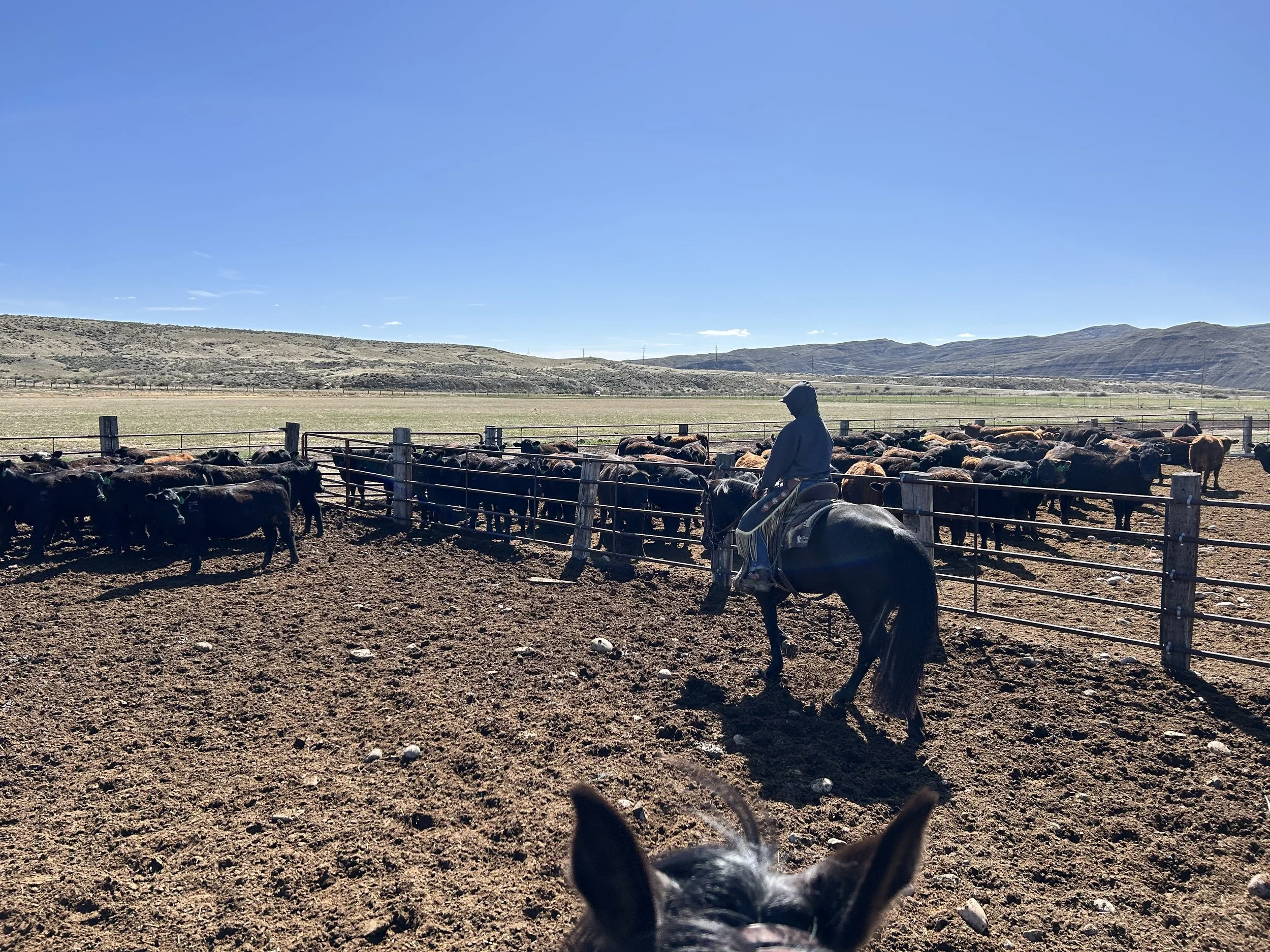 Banchees Sundown "Ghillie" - in training at the Bond Ranch in Worden, MT