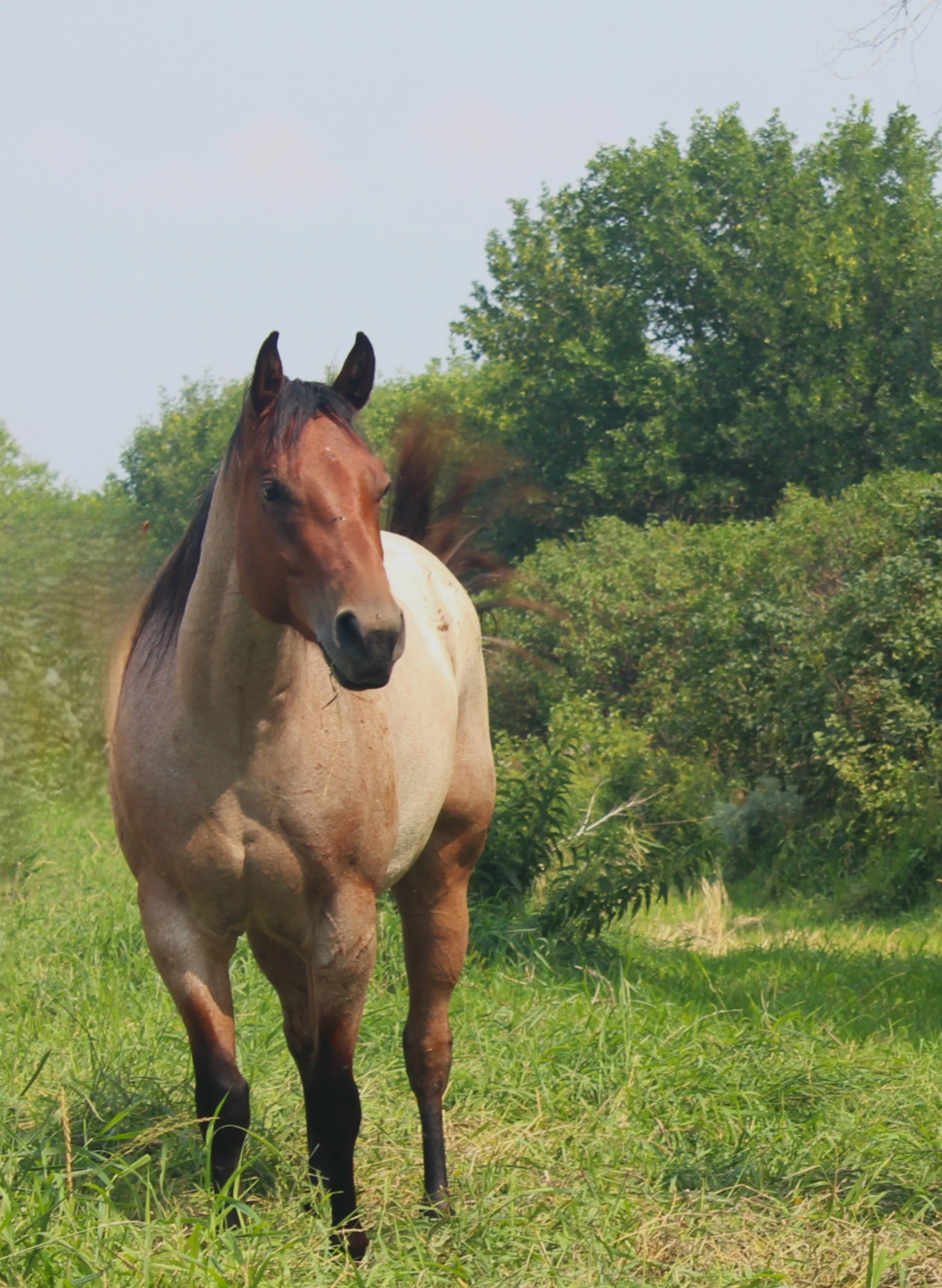 Goin For Gun Play "Lynx"