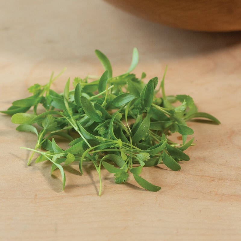 Cilantro