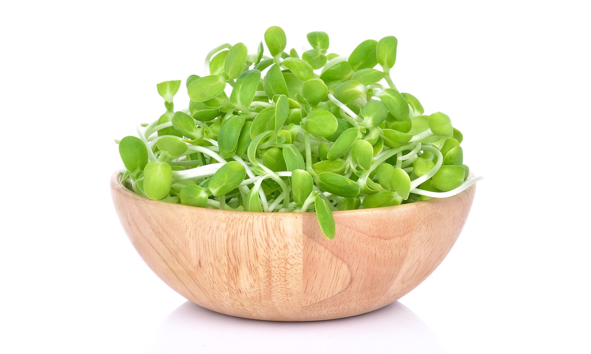 Sunflower Shoots
