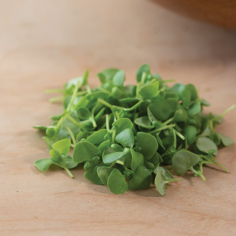 Basil, Genovese