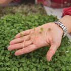 Arugula