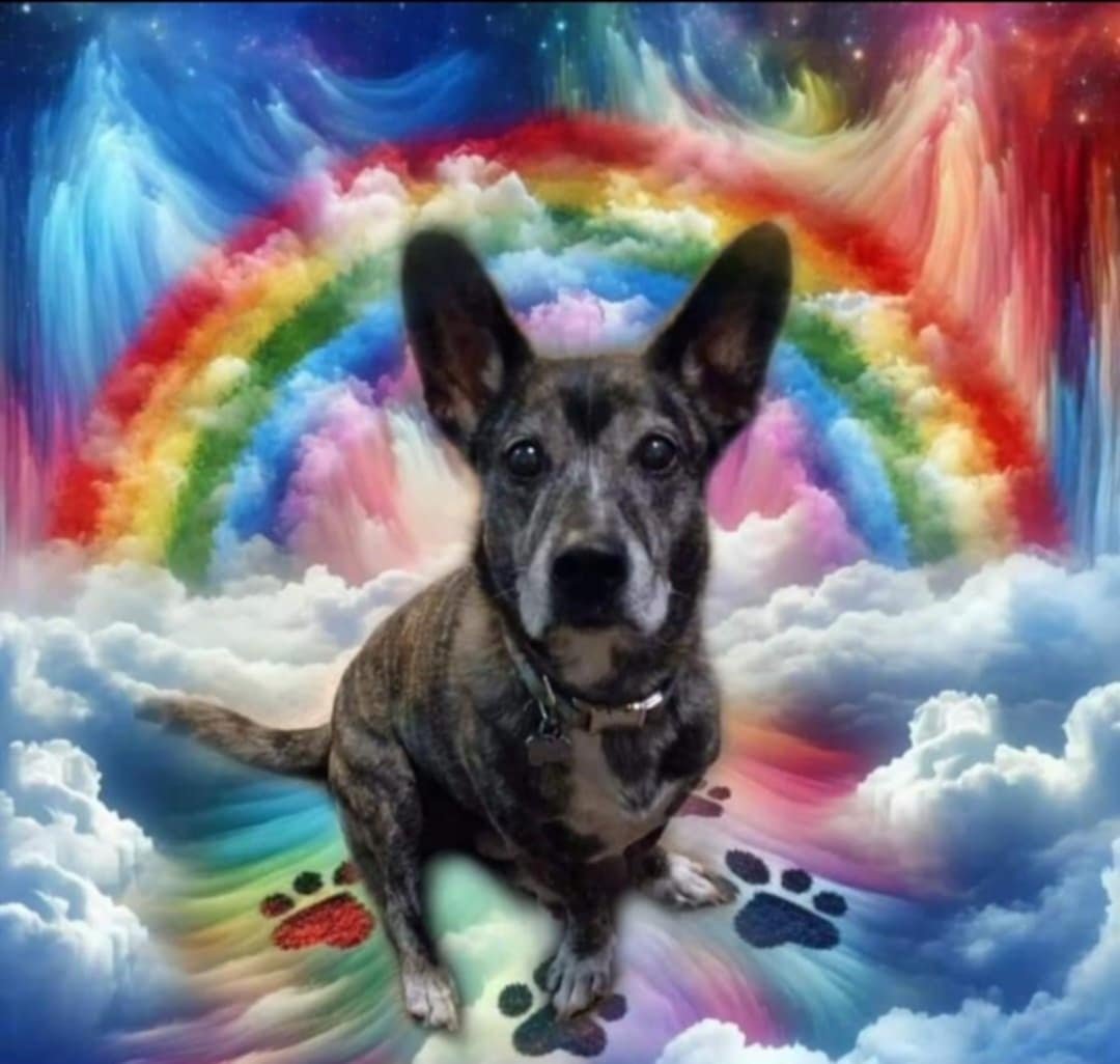 When I Lost My Dog: Grieving the Loss of a Beloved Pet