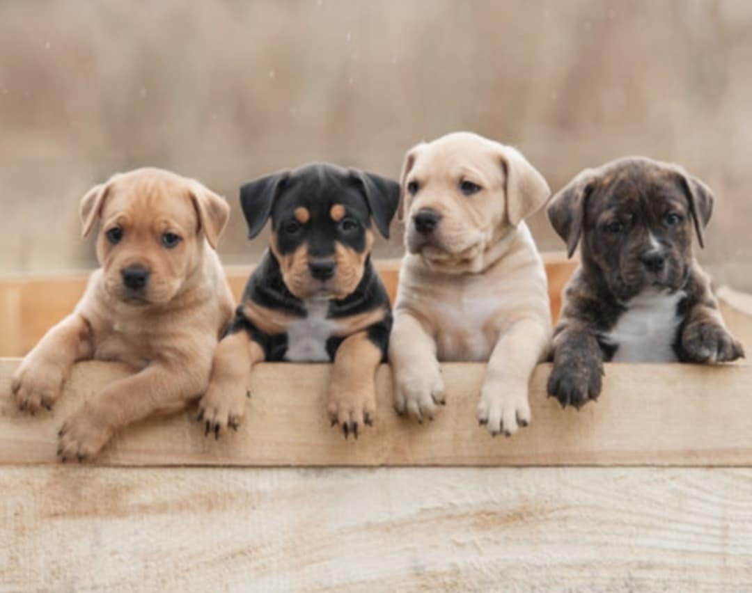 🐾 What Is a Puppy Doula? And Why You Might Need One