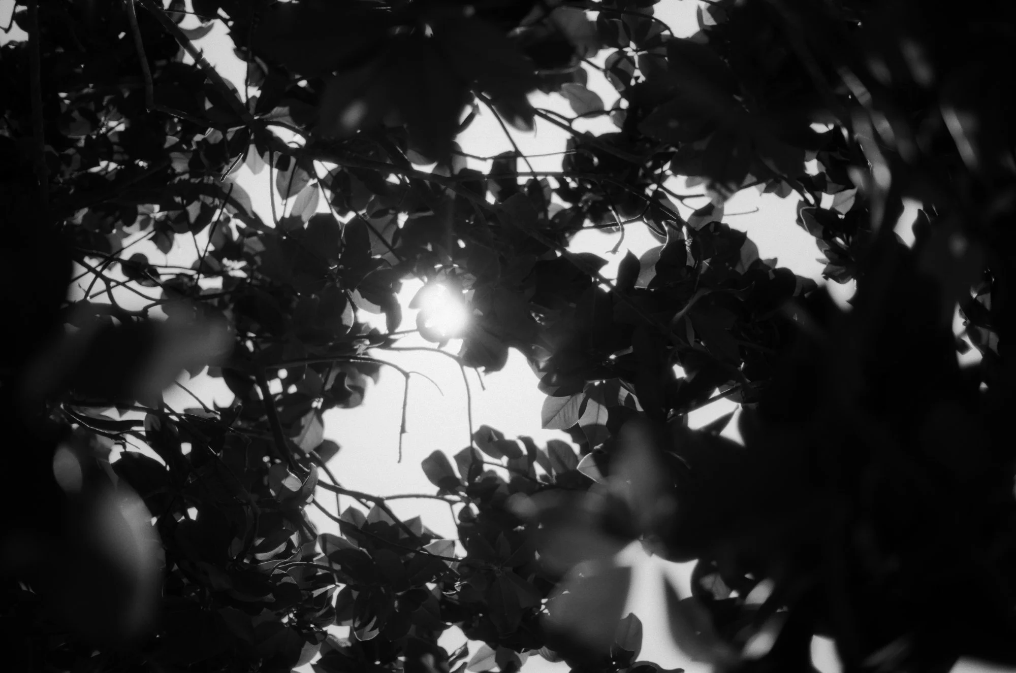 Sunlight shining through tree branches at an outdoor wedding venue.
