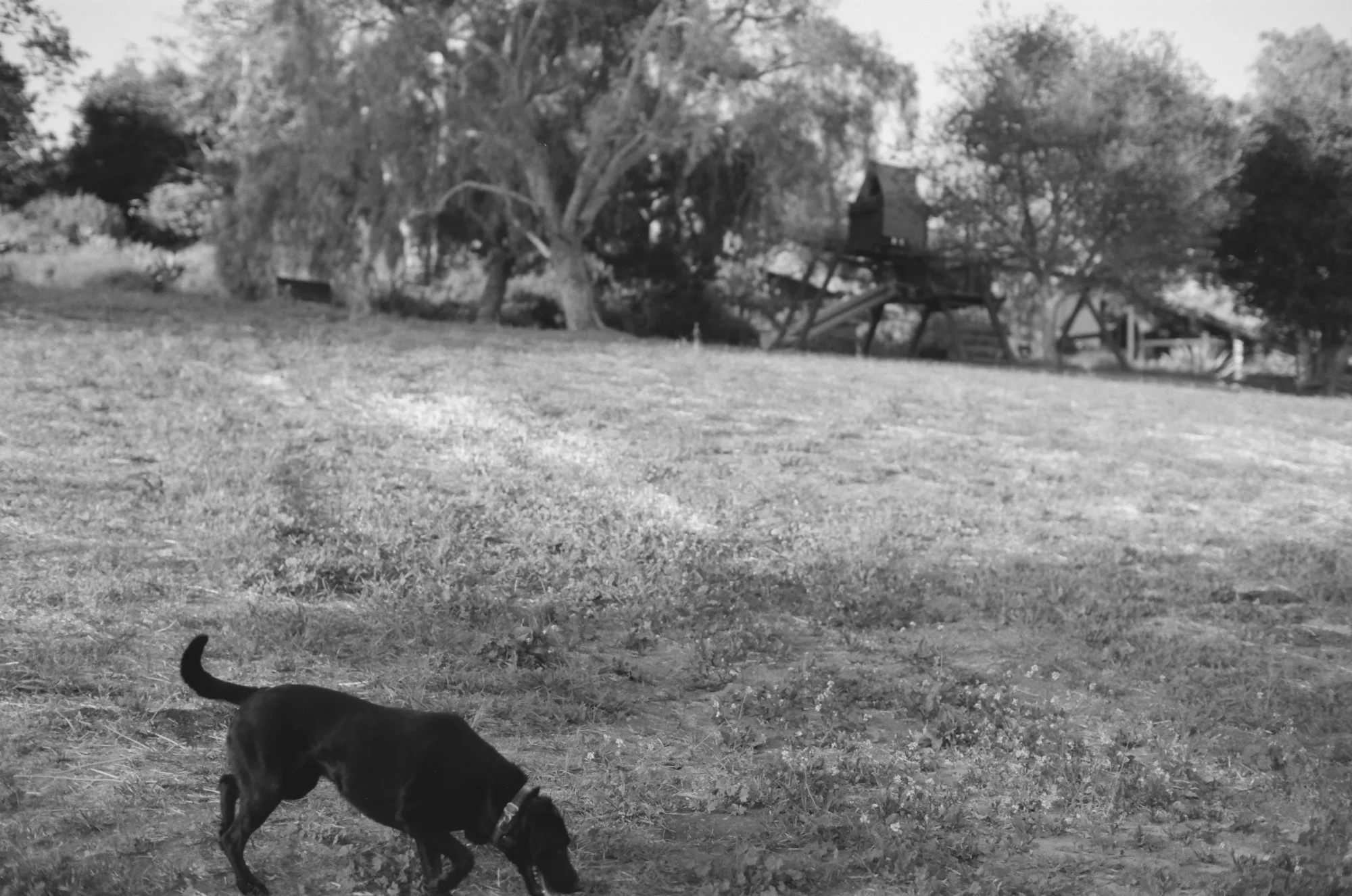 15-jessica-augie-family-black-and-white-dog-santa-barbara.jpg.JPG