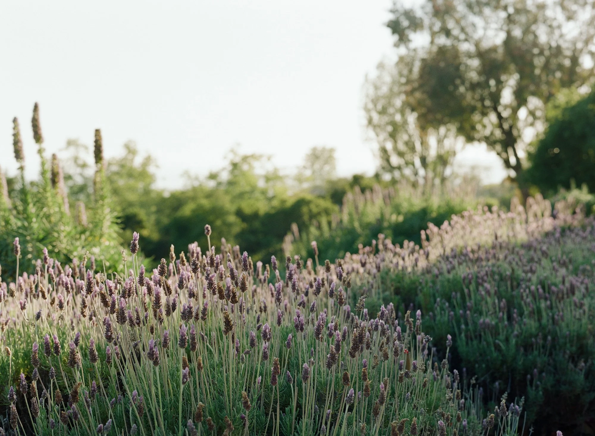 09-jessica-augie-family-lavender-field-santa-barbara.jpg.JPG