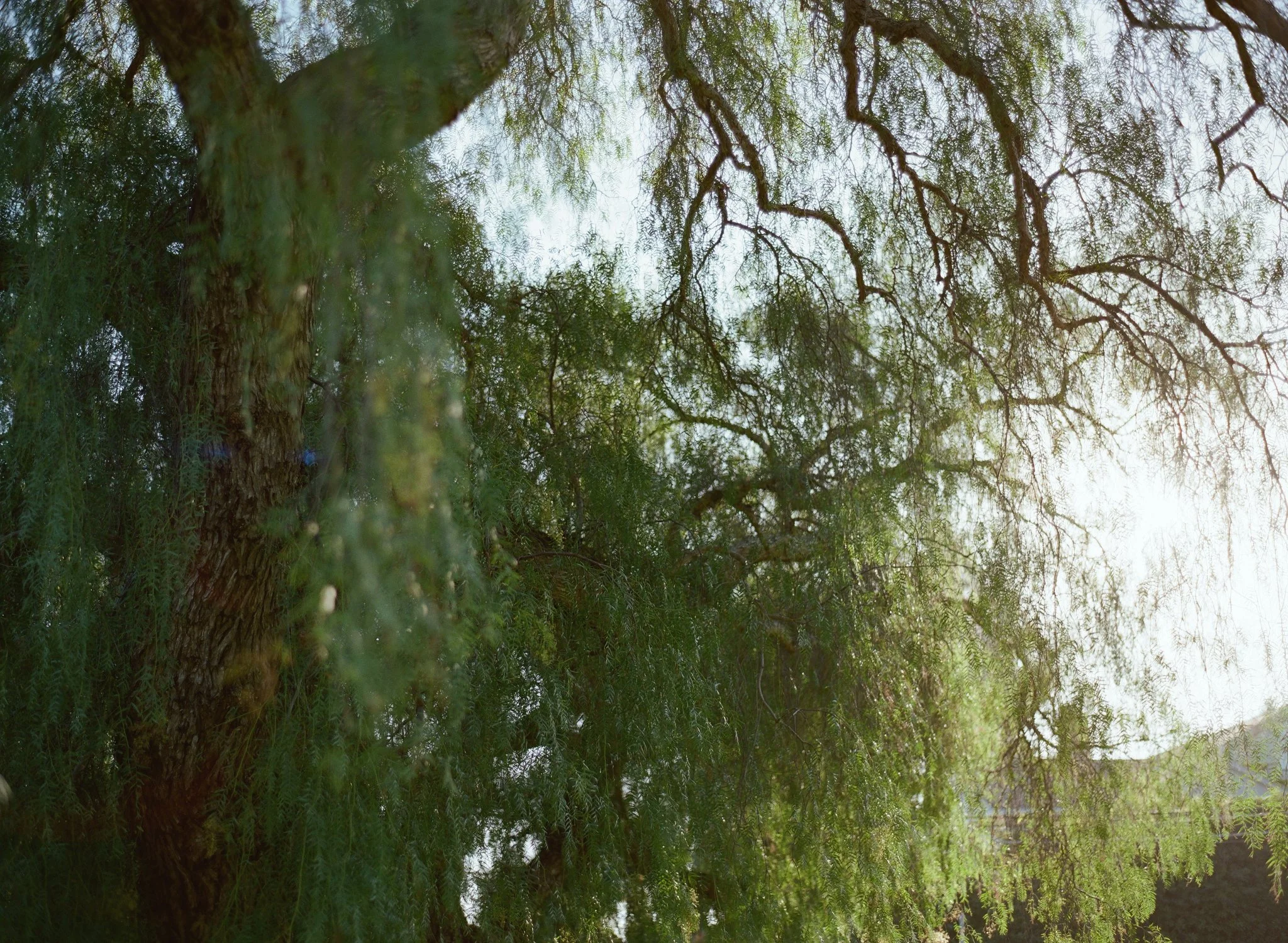 17 Classic Santa Barbara Engagement Photos by Top Photographers michaelandannacosta.JPG