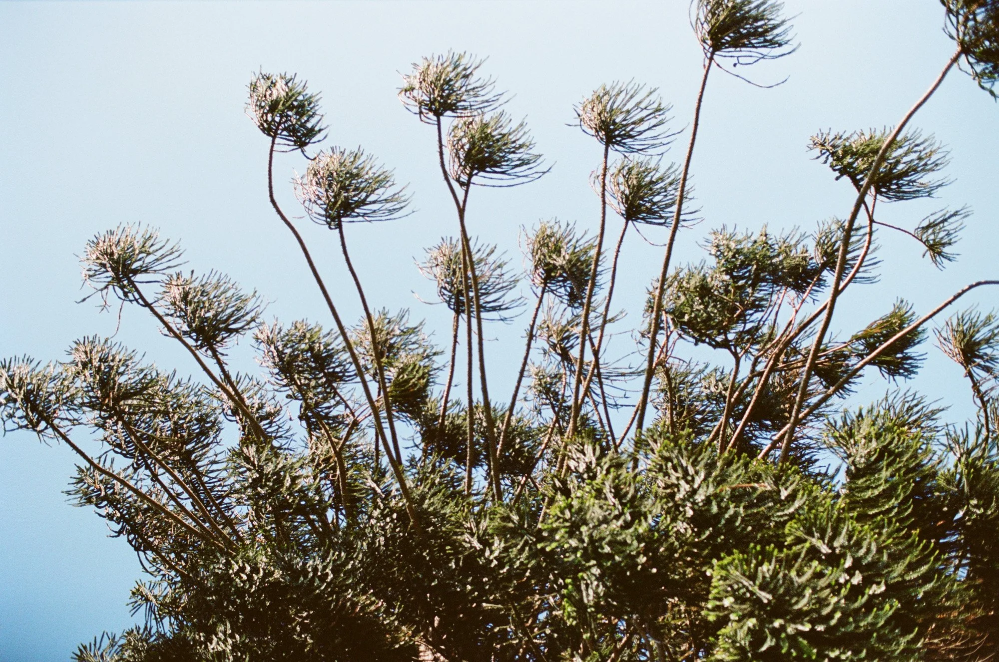 Close-up of agave plants and blue sky photographed by Michael & Anna Costa
