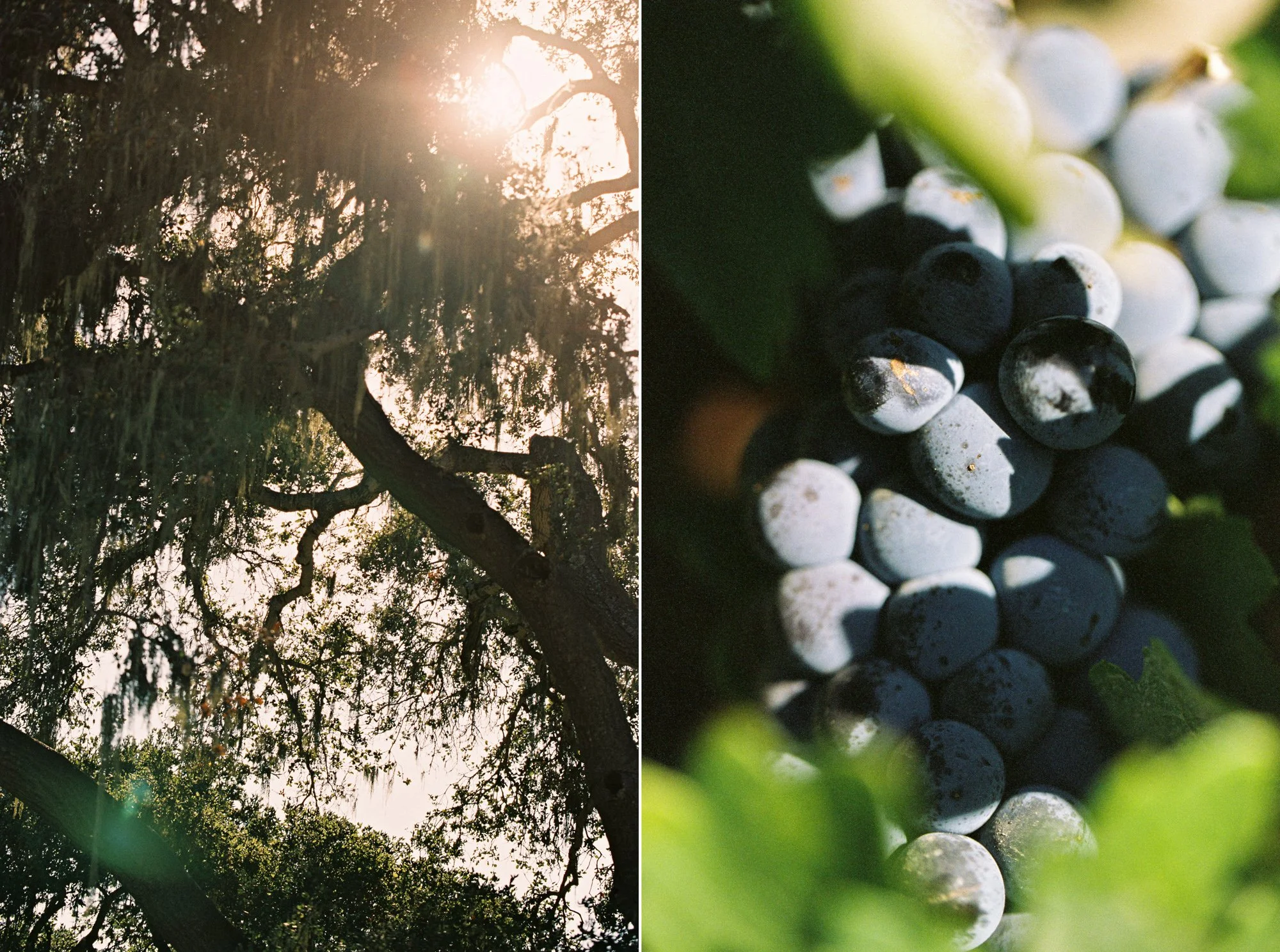 28-sunstone-winery-grapes-closeup.jpg.JPG