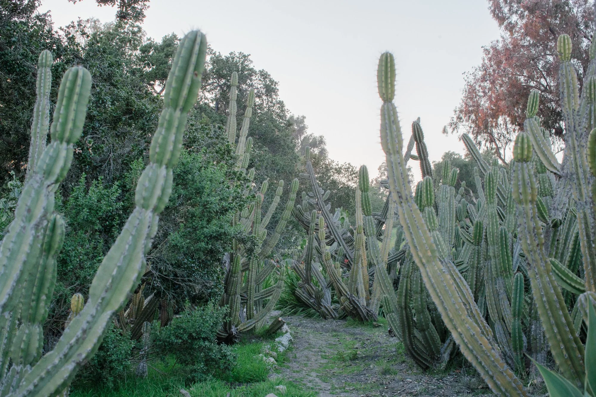 16-jessica-augie-family-cactus-garden-santa-barbara.jpg.JPG