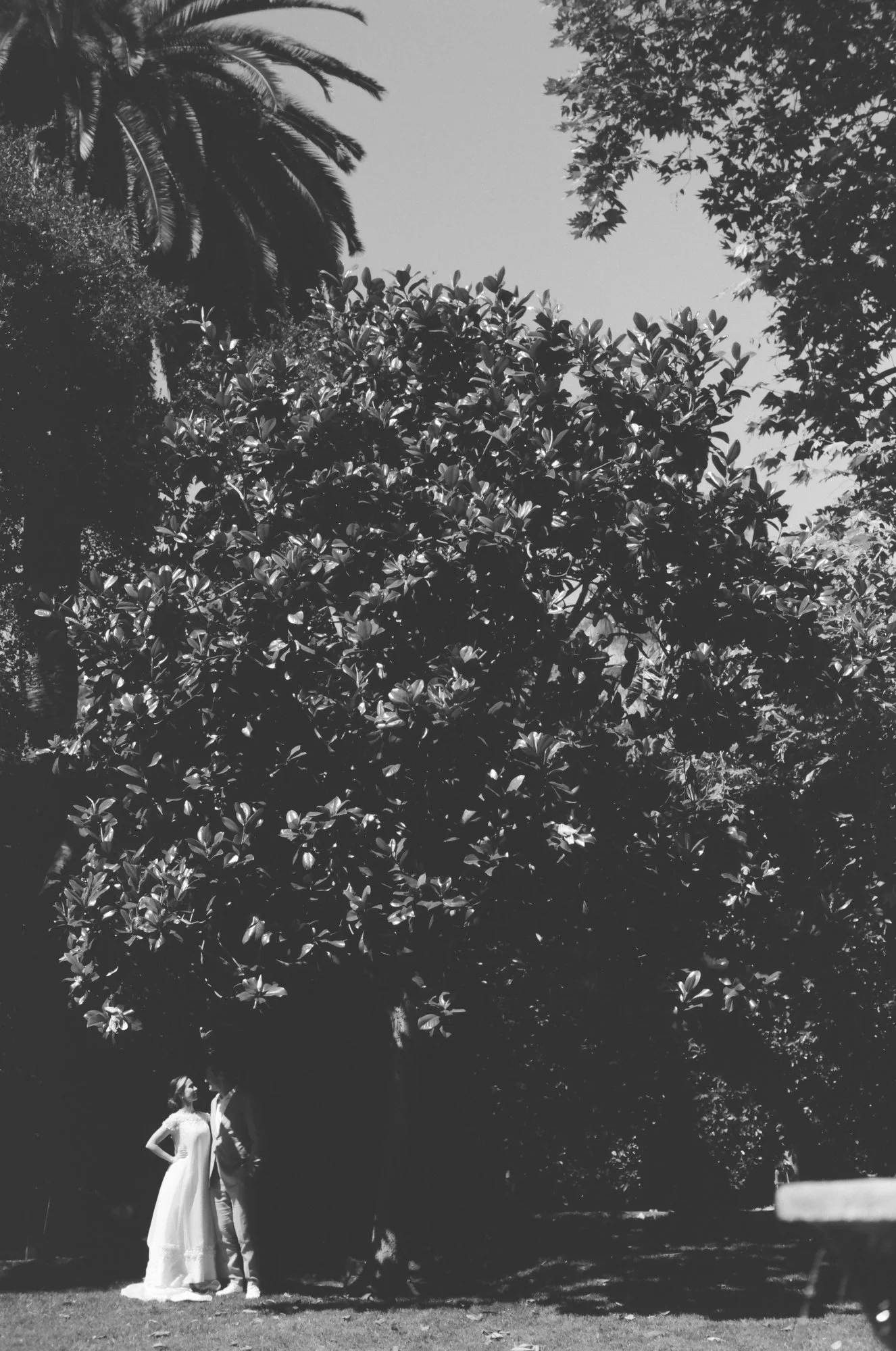 Black and white photo of trees and sunlight in a garden setting.