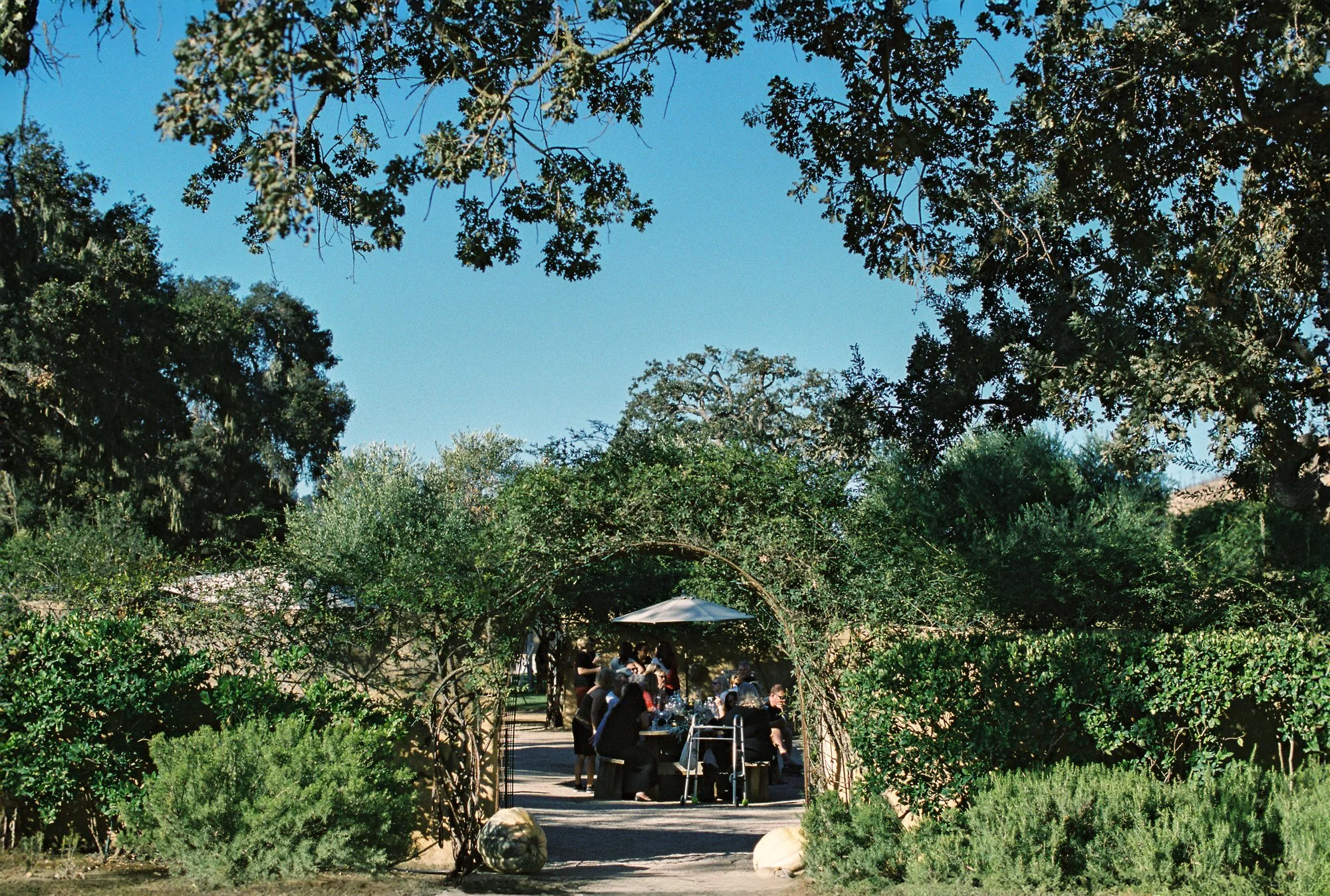 29-sunstone-winery-entrance-oak-trees.jpg.JPG