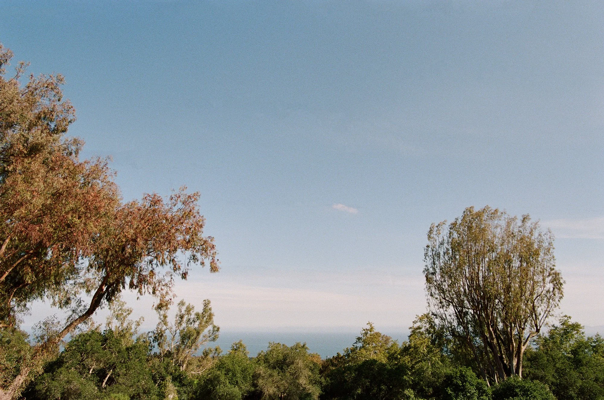 scenic view of trees and blue sky photographed by Michael and Anna Costa