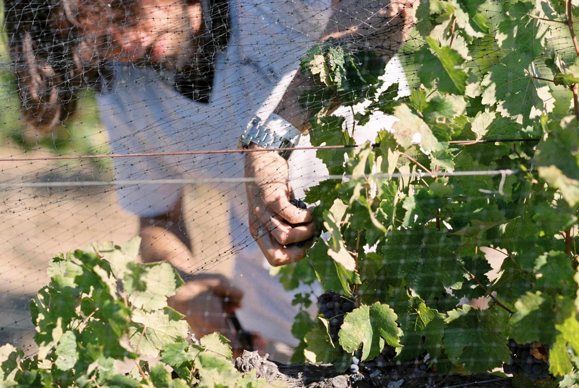 20-sunstone-winery-grape-harvest-closeup.jpg.JPG