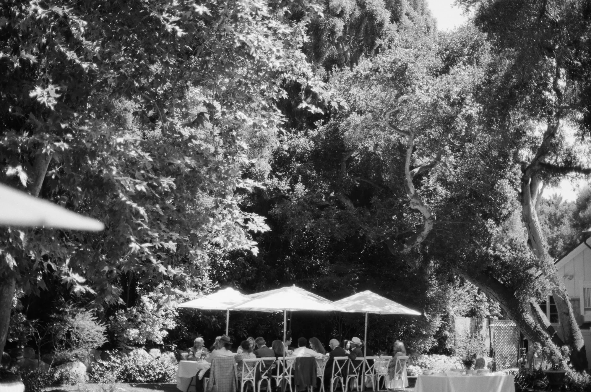 Black and white photo of wedding guests mingling outdoors under trees.