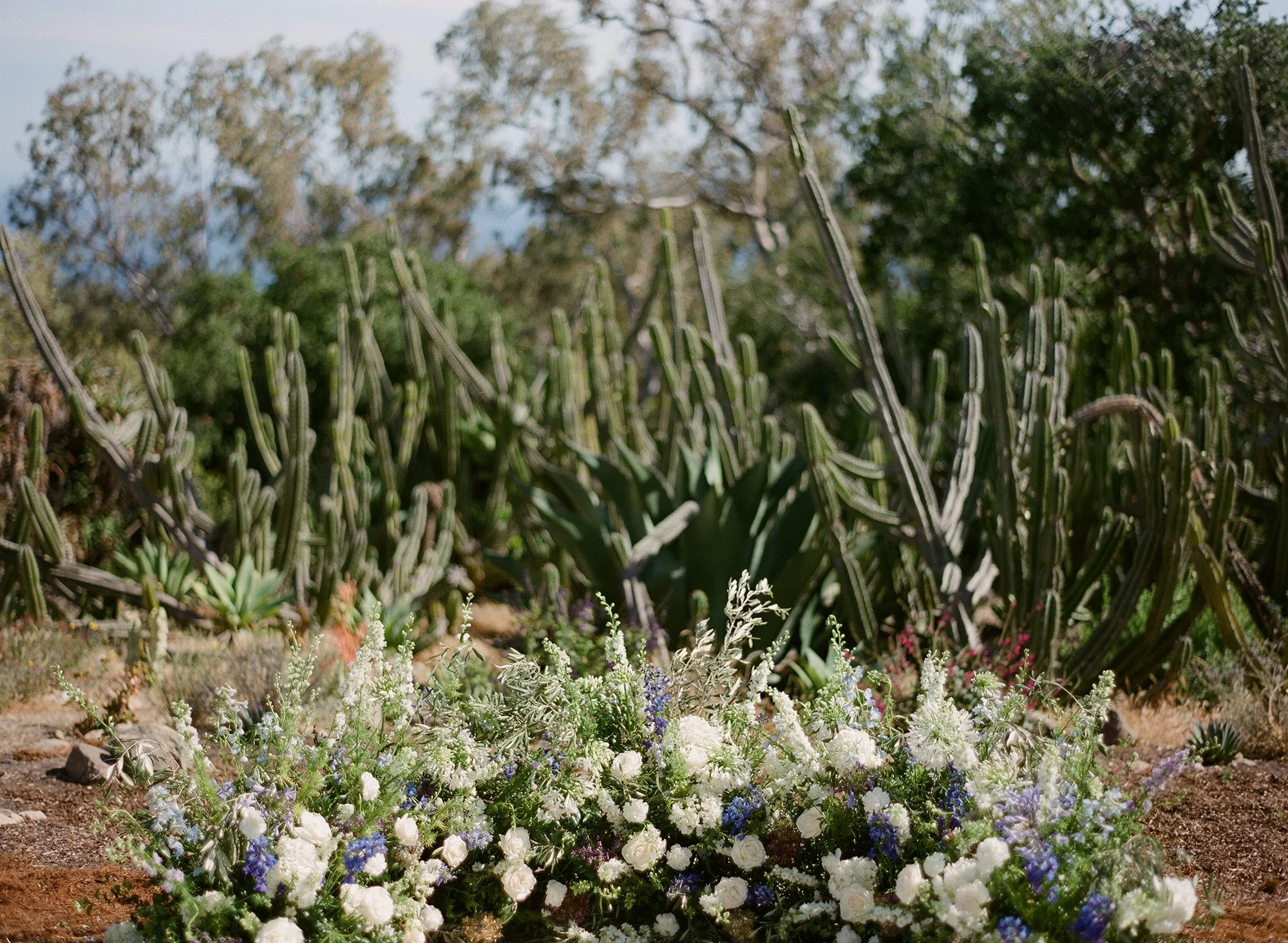 floral arrangement and cacti photographed by Michael and Anna Costa