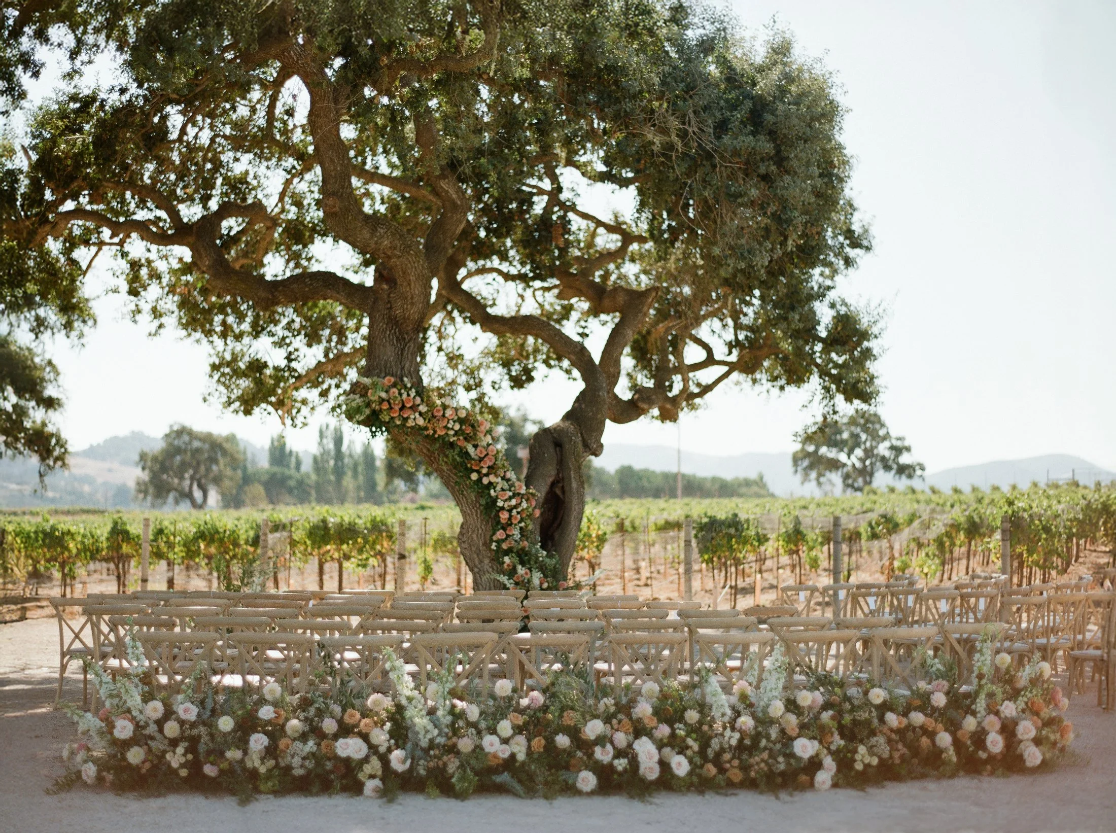 Large oak tree in a vineyard with white flowers at the base.