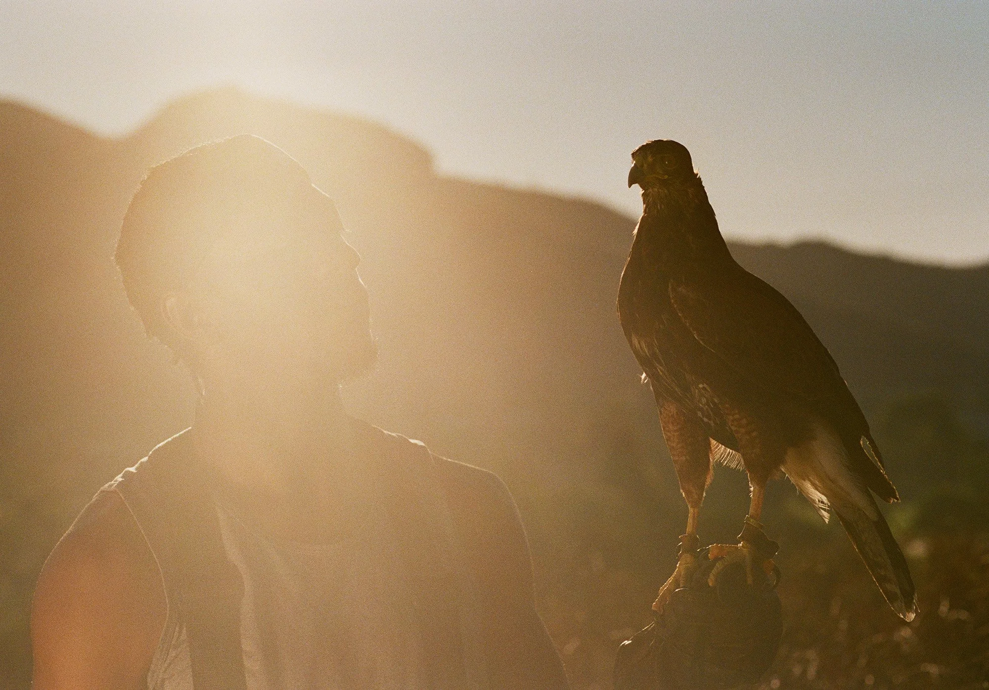 01-falconer-veonte-silhouette-sunset.jpg.JPG