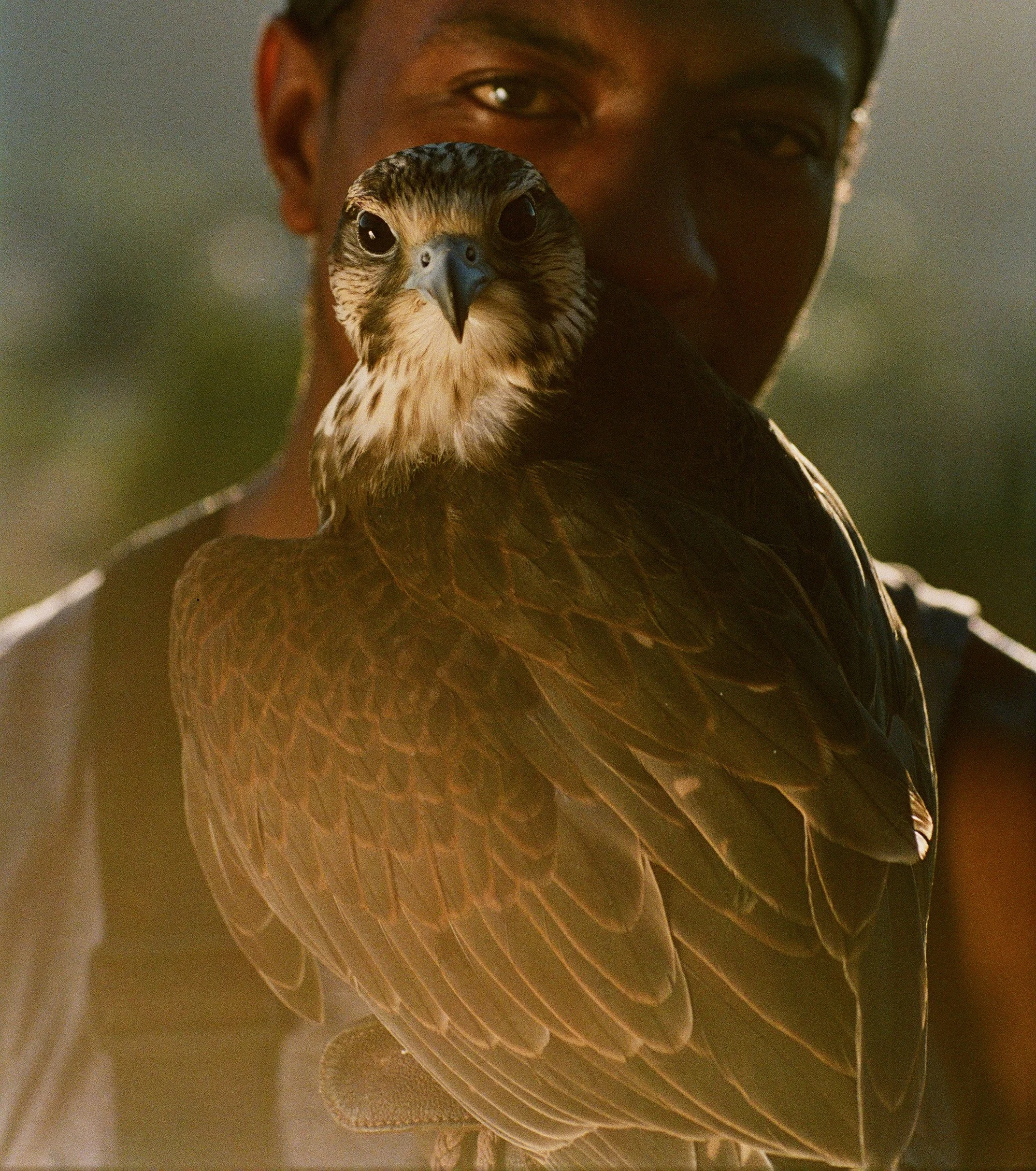 02-falconer-veonte-closeup-portrait.jpg.JPG