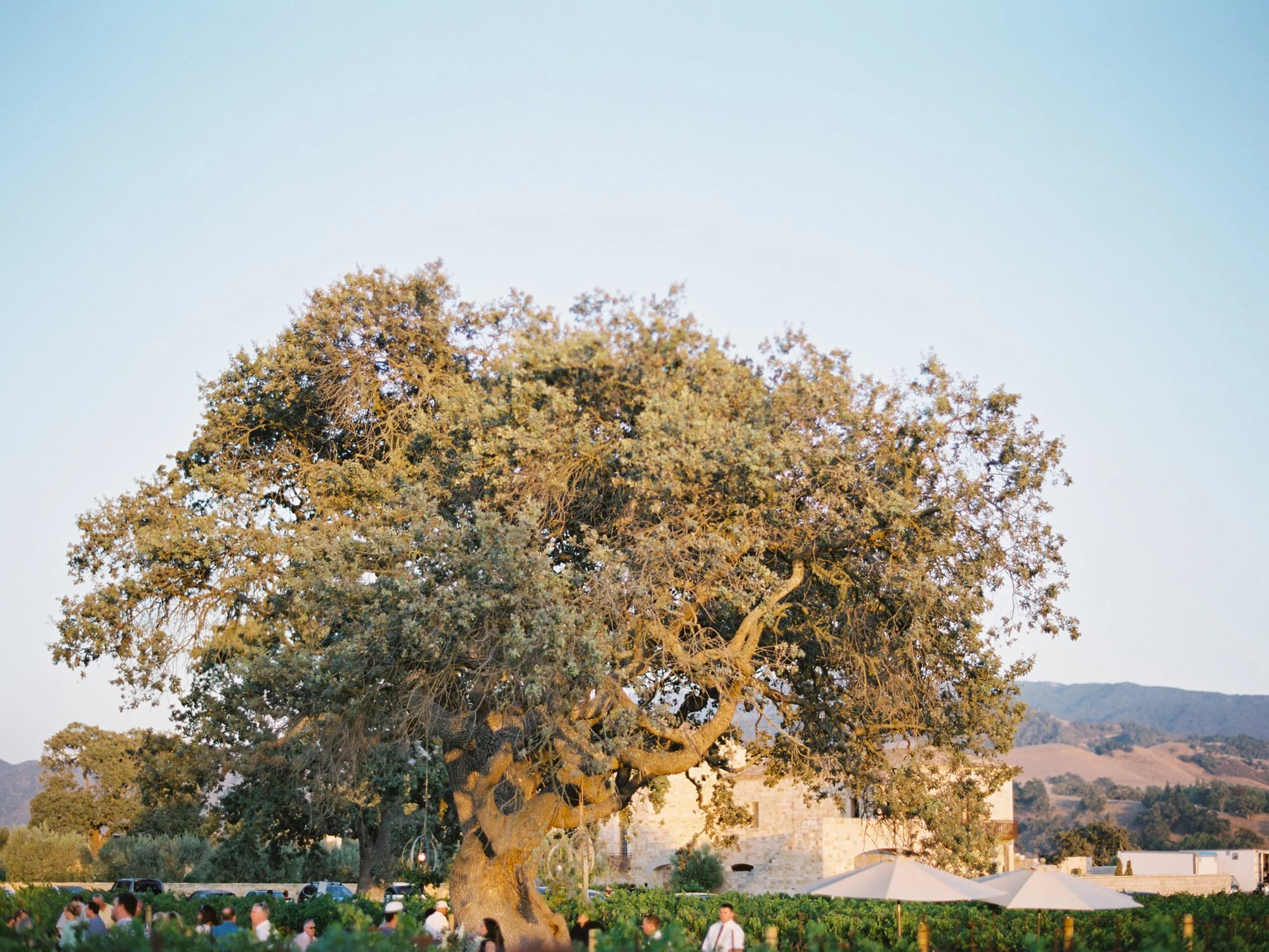 21-sunstone-winery-oak-tree.jpg.JPG