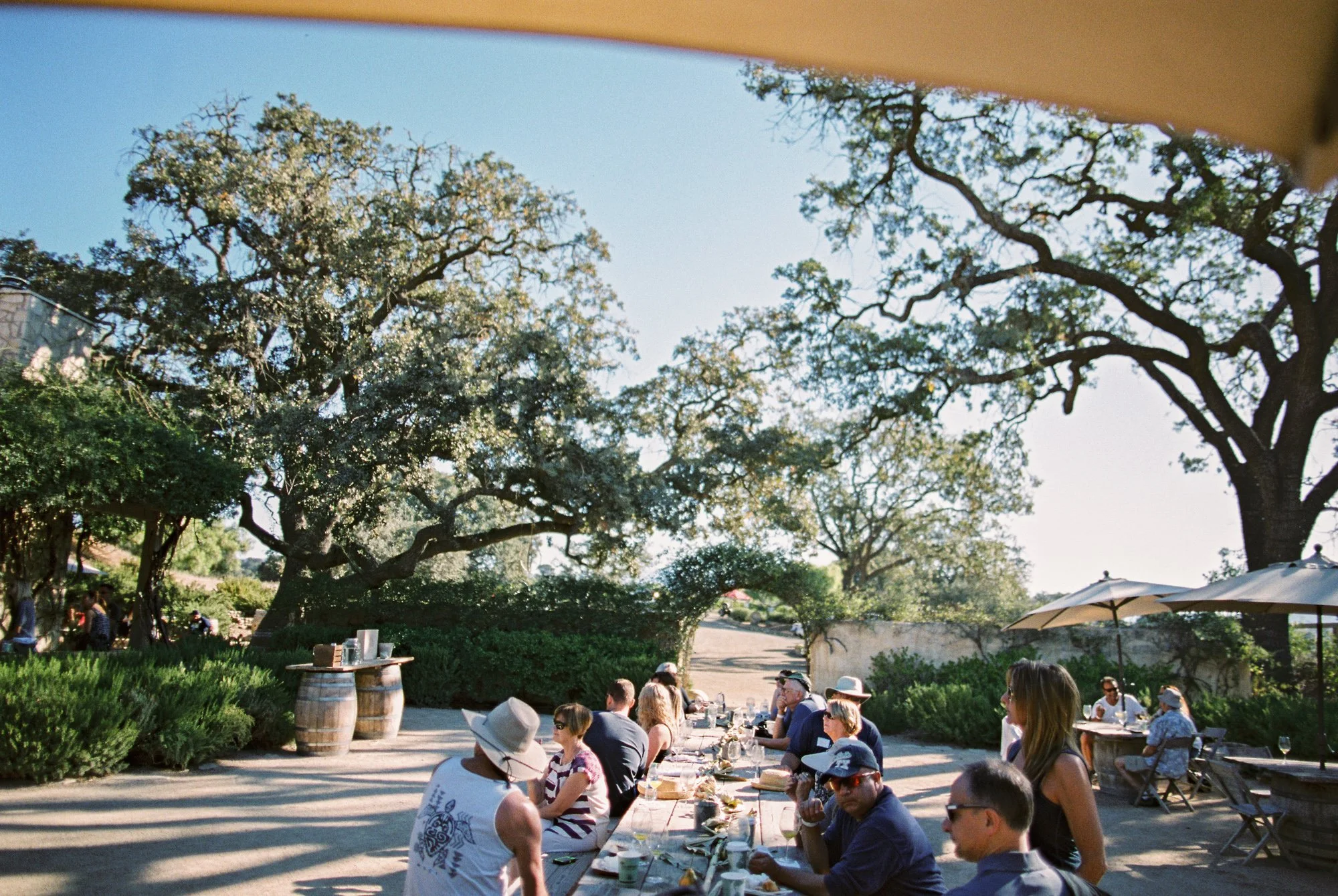 30-sunstone-winery-tree-lined-driveway.jpg.JPG
