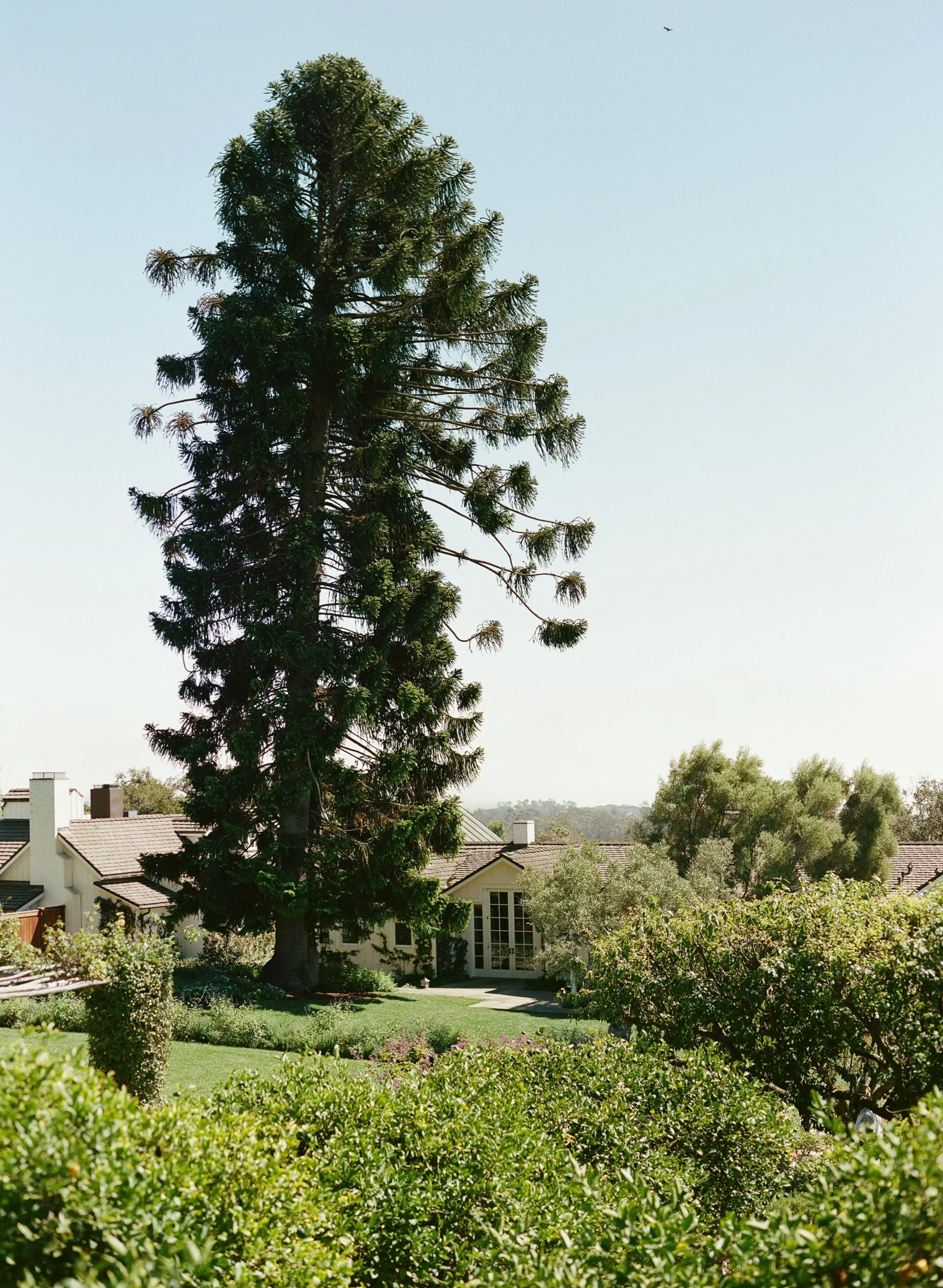 Tall tree and green landscape with buildings in the background on a sunny day.