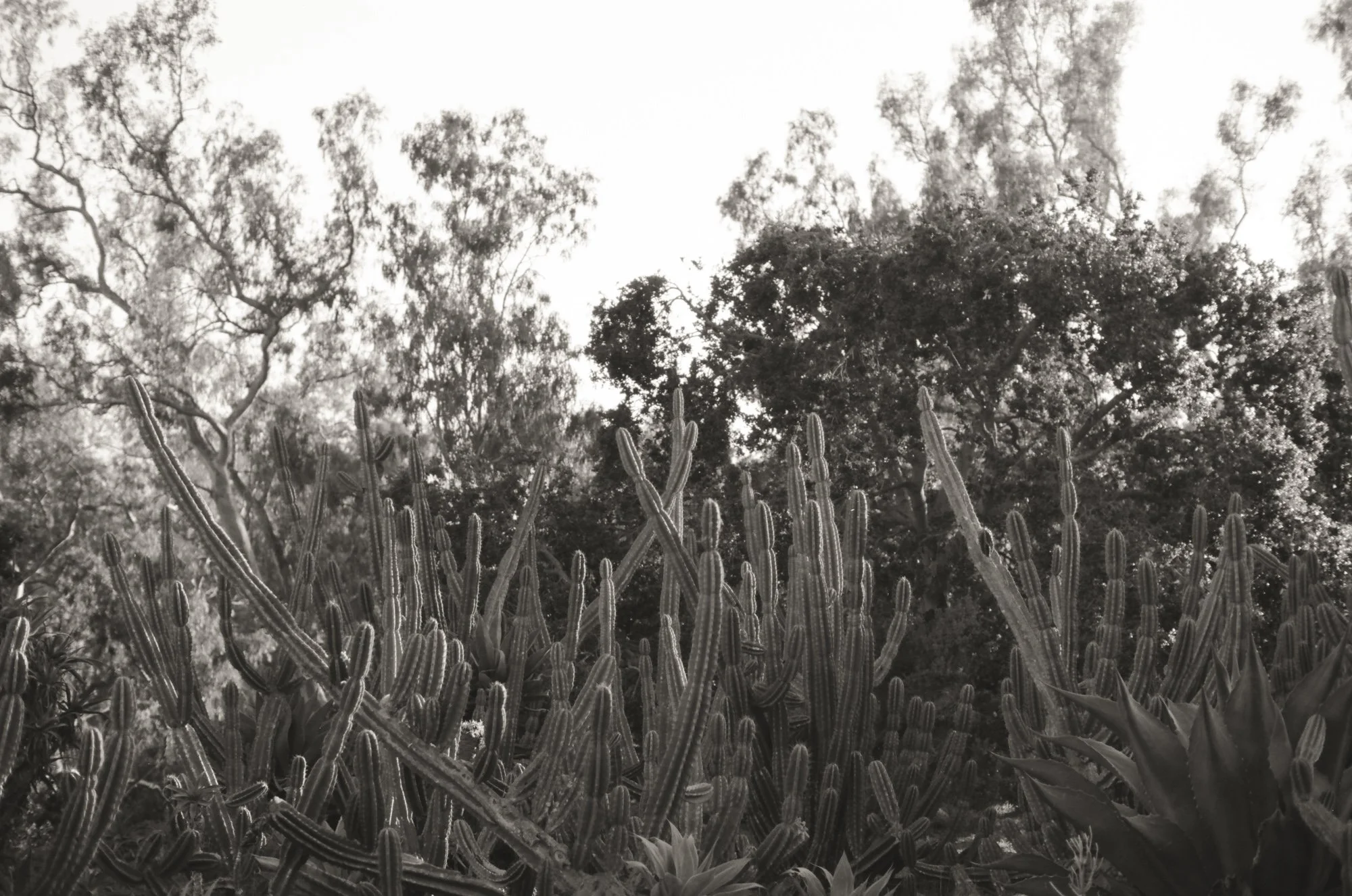 14-jessica-augie-family-black-and-white-garden-santa-barbara.jpg.JPG