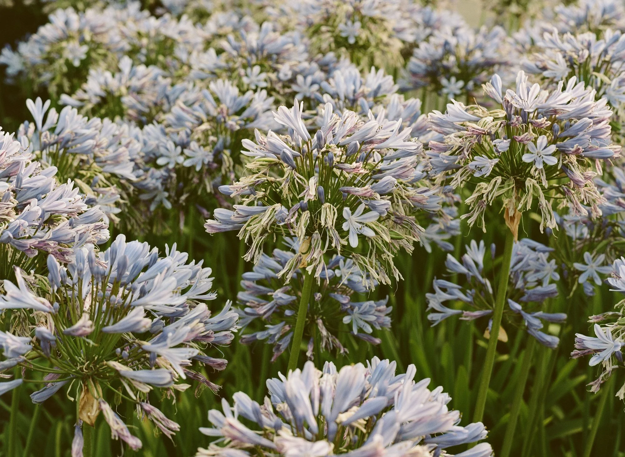 04-santa-barbara-engagement-flower-closeup.jpg.JPG