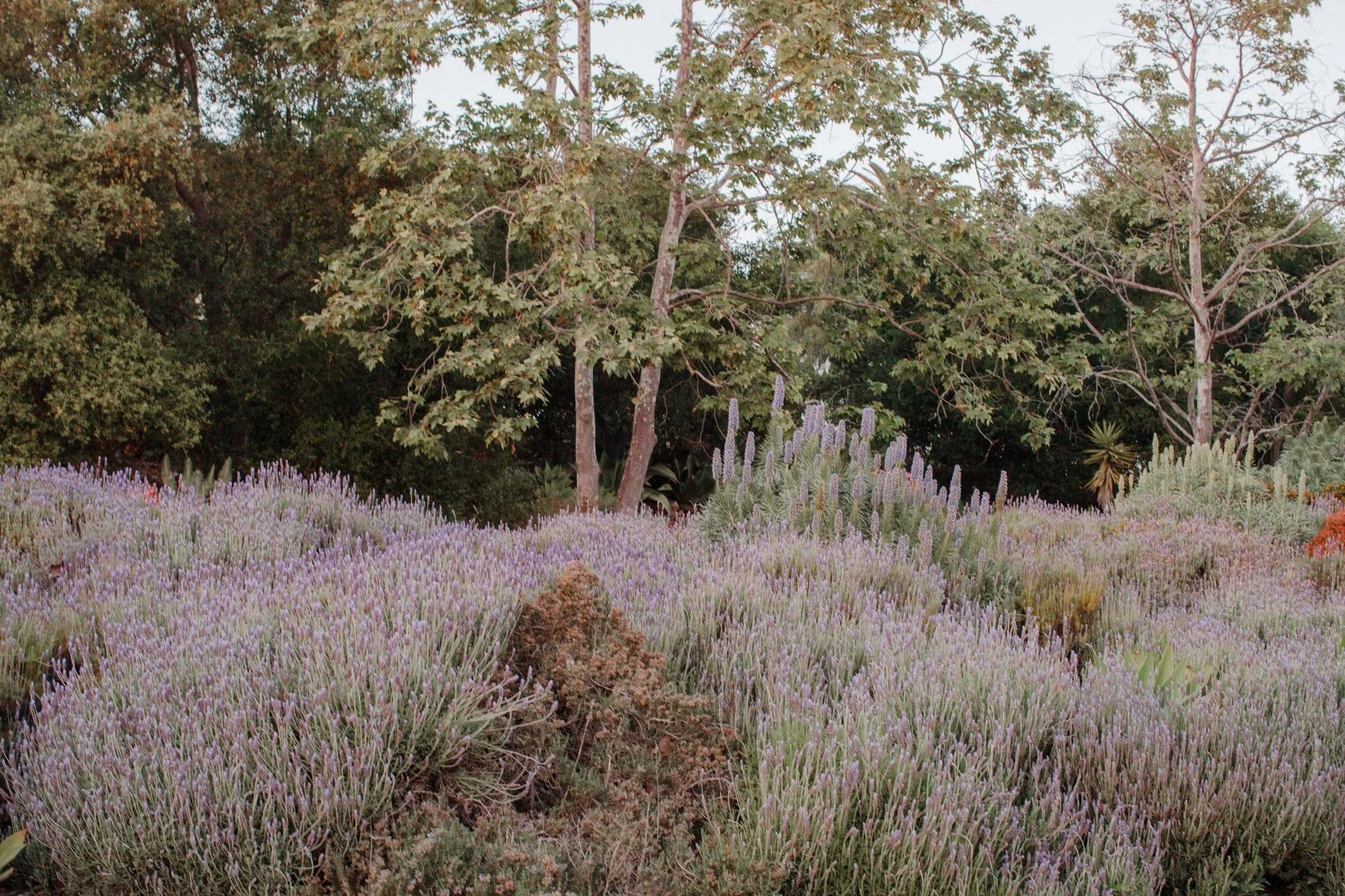 12-jessica-augie-family-lavender-garden-santa-barbara.jpg.JPG