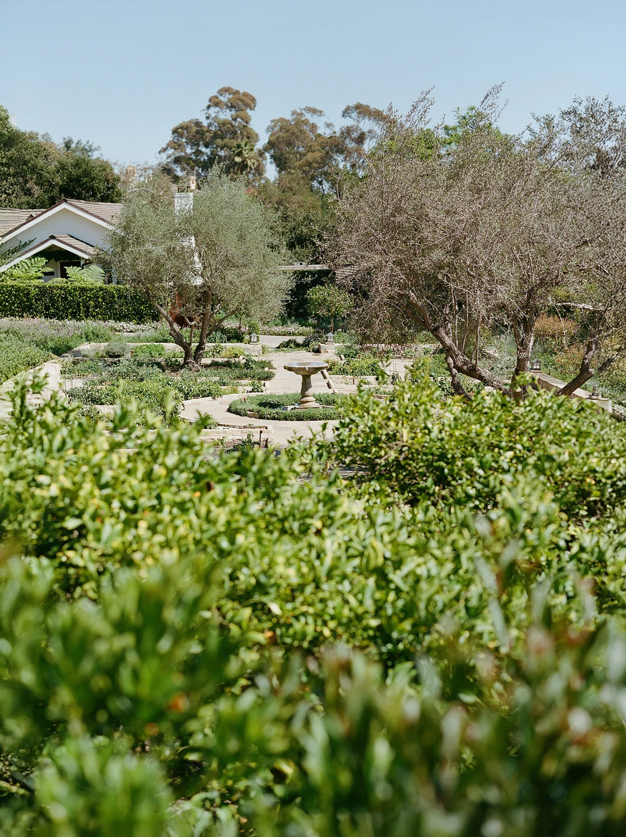 Lush garden landscape with olive trees and greenery under a clear sky.