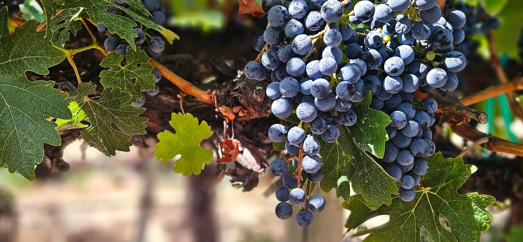 Purple grapes hanging on the vine
