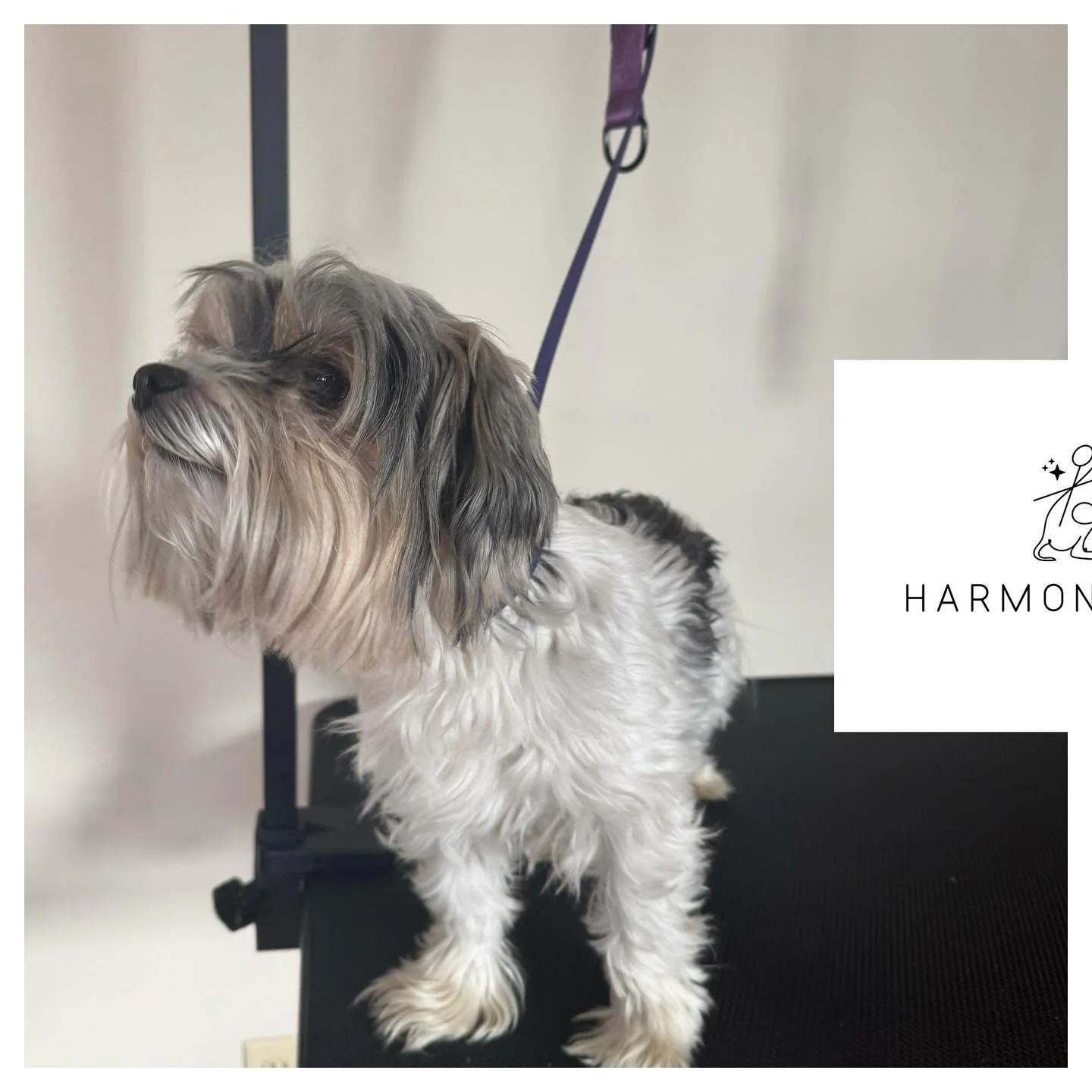 Lets paws for a moment to admire this transformation! Meet Jacks! 💖

#doggrooming #doggroomer #dogsofinstagram #dogoftheday #doglover #smallbusiness #beforeandafter #handsome #republicmo #HarmonSpaw