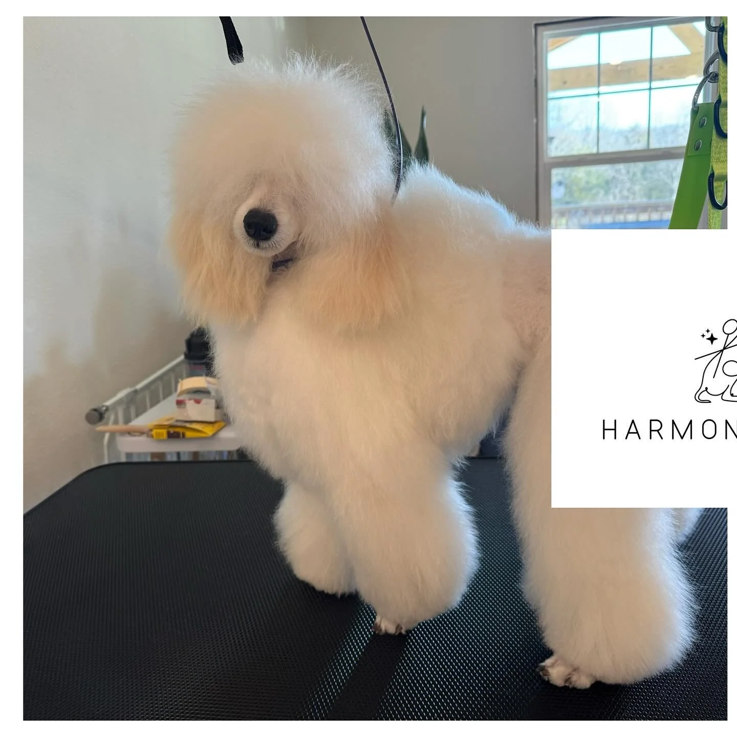 Fluff level: Expert. Mister Bob is looking oh-so-fresh! ✨ 

#beforeandafter #poodle #doggrooming #dogoftheday #poodles #pettransformation #doglove #groomed #instadog #HarmonSpaw
